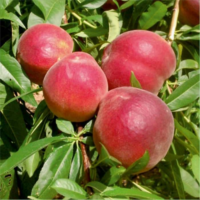 pampana şeftali çeşidi