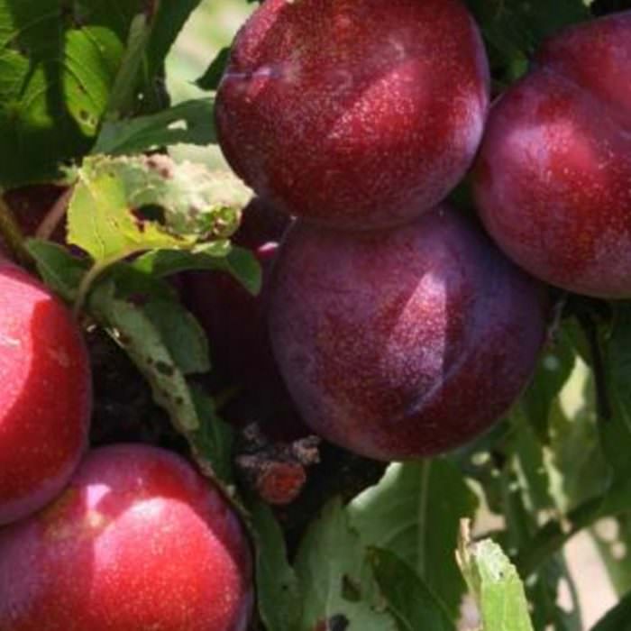 quen rosa japon eriği