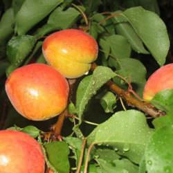 roksana (roxana) kayısı