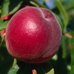 spring lady şeftali