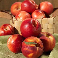 star red gold nektarin