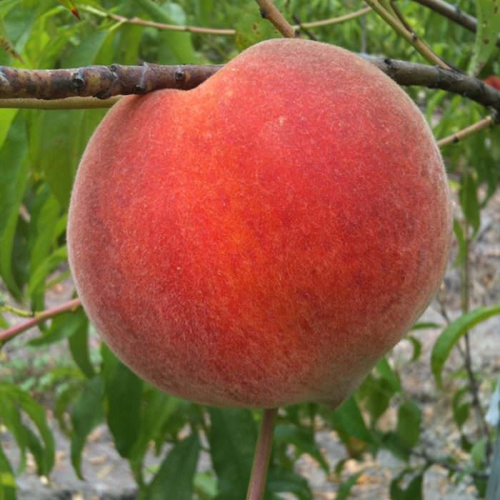 transvalia-dengir-meyve-şeftali