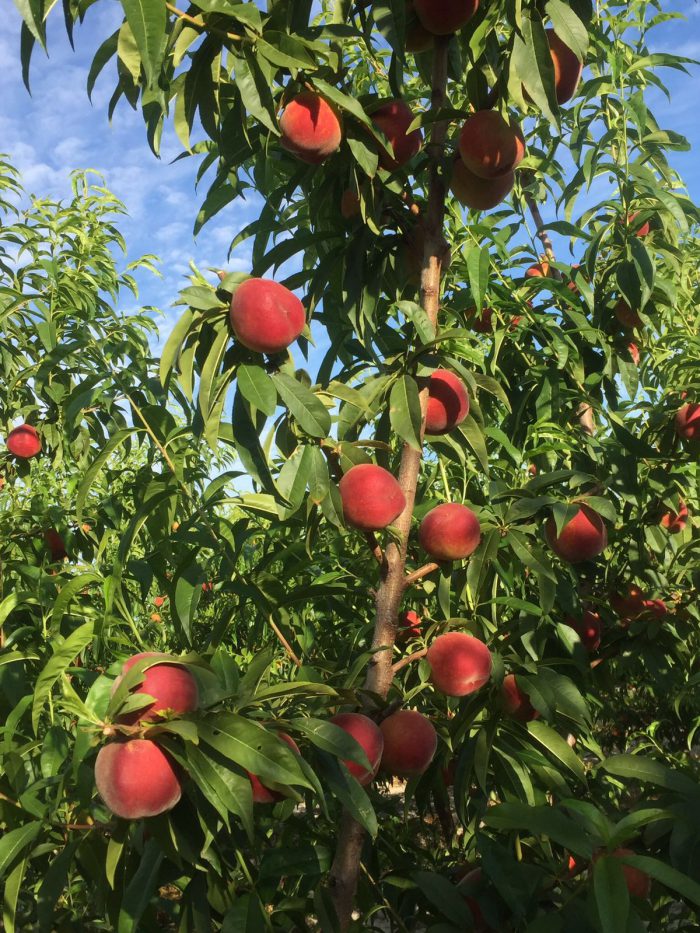 lola şeftali çeşidi